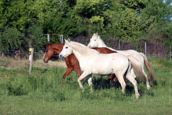 Młode Konie Cieszą Się Zieloną Trawą Biegają Swobodnie Łące Zielonymi — Zdjęcie stockowe