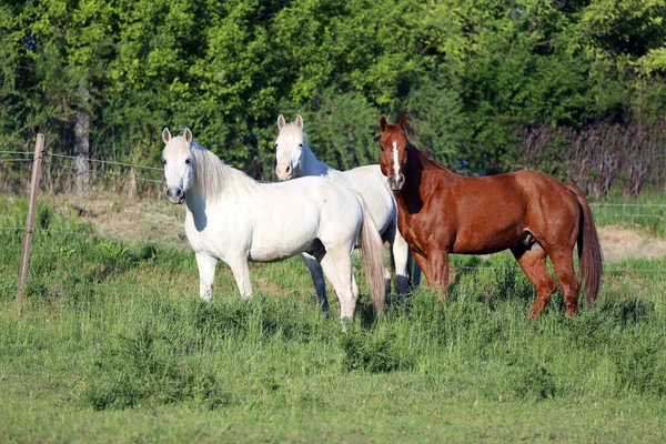 Junge Pferde Genießen Grünes Gras Und Rennen Frei Auf Der — Stockfoto