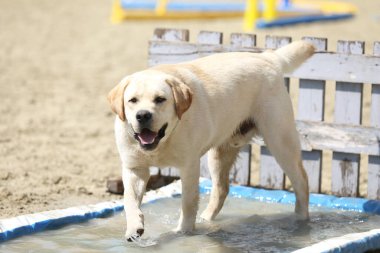 Beautiful young labrador enjoy the summer outdoors
