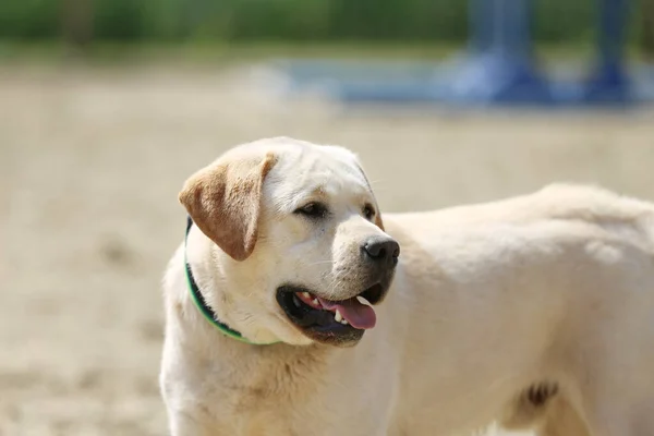 Hermoso Joven Labrador Disfrutar Del Verano Aire Libre —  Fotos de Stock