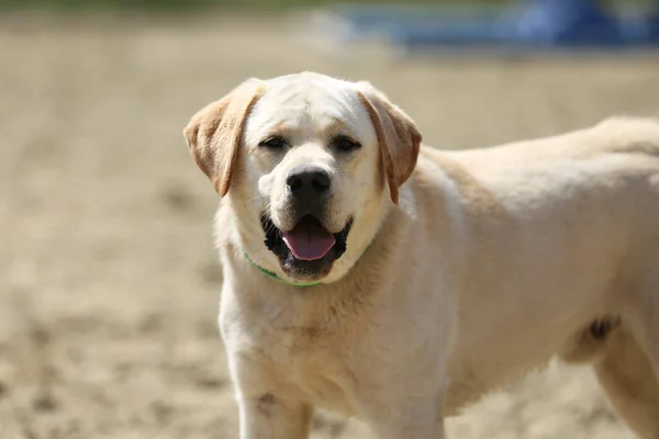 Hermoso Joven Labrador Disfrutar Del Verano Aire Libre —  Fotos de Stock