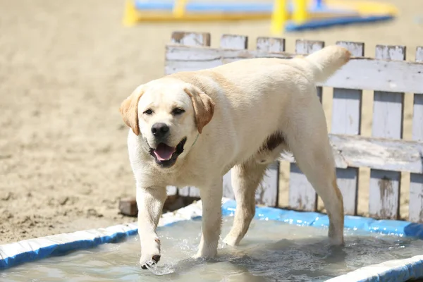 Schöne Junge Labrador Genießen Den Sommer Freien Stockfoto