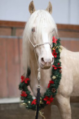 Beautiful cremello stallion decorated with a Christmas wreath in riding hall indoors