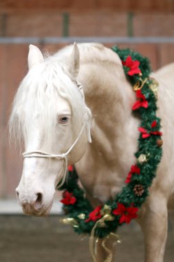 Beautiful cremello stallion decorated with a Christmas wreath in riding hall indoors
