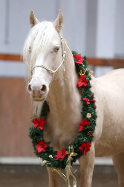 Beautiful cremello stallion decorated with a Christmas wreath in riding hall indoors