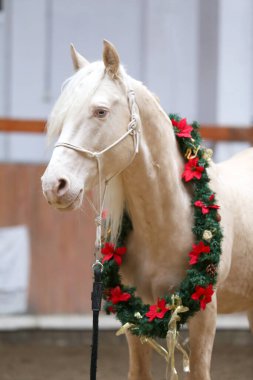 Beautiful cremello stallion decorated with a Christmas wreath in riding hall indoors