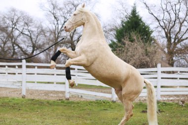 Beautiful purebred cremello stallion horse jump against white colored corral fence