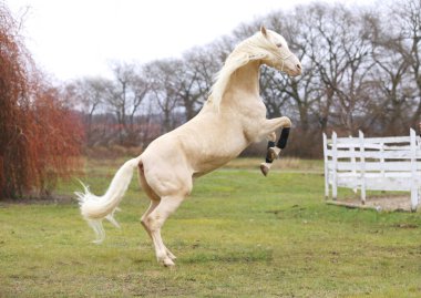 Beautiful purebred cremello stallion horse jump against white colored corral fence