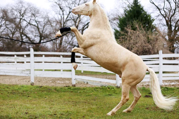 Beautiful Purebred Cremello Stallion Horse Jump White Colored Corral Fence — Foto de Stock