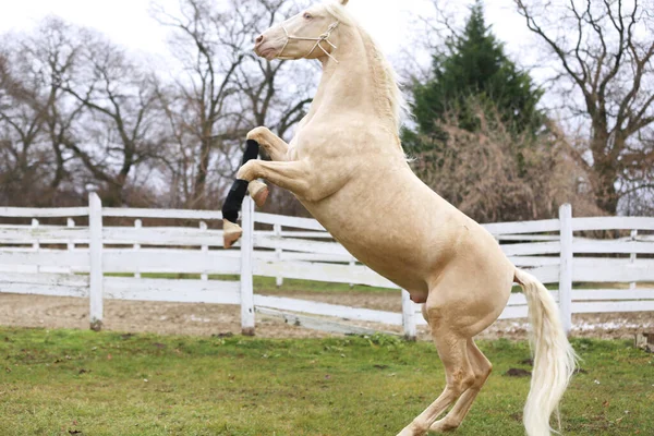 Beautiful Purebred Cremello Stallion Horse Jump White Colored Corral Fence — Photo