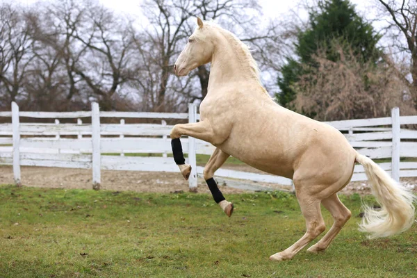 Beautiful Purebred Cremello Stallion Horse Jump White Colored Corral Fence — ストック写真