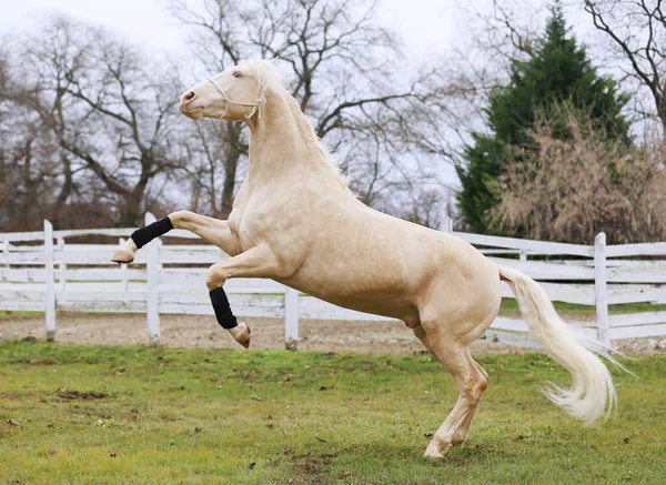 Beautiful Purebred Cremello Stallion Horse Jump White Colored Corral Fence — Foto de Stock