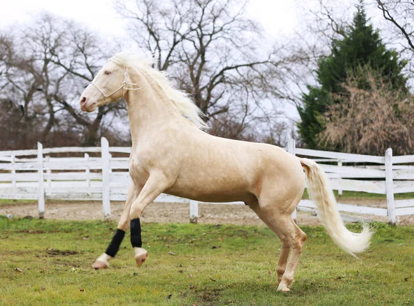 Beautiful Purebred Cremello Stallion Horse Jump White Colored Corral Fence — Stockfoto