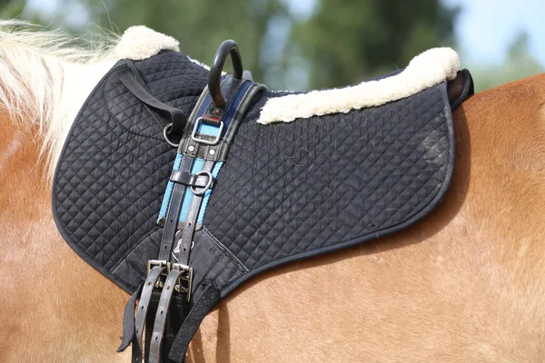 Close up of a sport horse saddle. Quality classical leather saddle ready for horse workout. Equestrian sport background outdoors