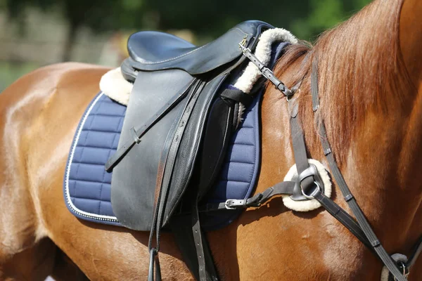 Close Sport Horse Saddle Quality Classical Leather Saddle Ready Horse Royalty Free Stock Photos