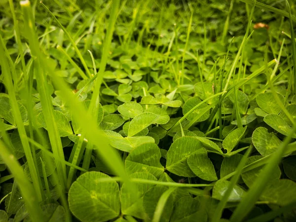 Baharda yeşil çimen yaprakları