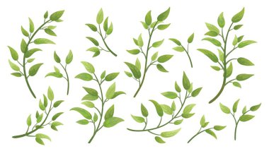 Vektör tasarımcı ögeleri yeşil yapraklı kolleksiyonu ayarladı. Suluboya stilinde tasarım yaprağı için dekoratif güzellik çizimi.
