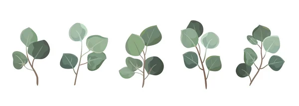 Элементы Векторного Дизайнера Устанавливают Коллекцию Зеленых Эвкалиптовых Листьев Декоративная Красота — стоковый вектор