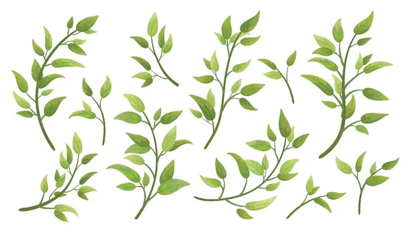 Элементы Векторного Дизайнера Устанавливают Коллекцию Зеленых Ветвей Листьями Декоративная Красота — стоковый вектор
