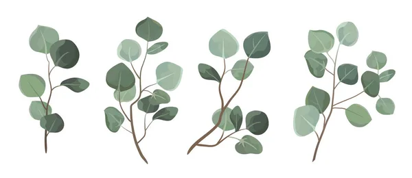 ベクトルデザイナー要素は コレクション緑ユーカリの葉を設定します 水彩画風のデザインの葉のための装飾的な美しさエレガントなイラスト — ストックベクタ