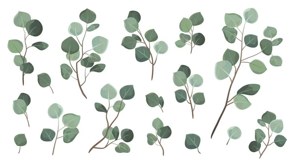 Vector Designer Elementen Set Collectie Groene Eucalyptus Bladeren Decoratieve Schoonheid — Stockvector