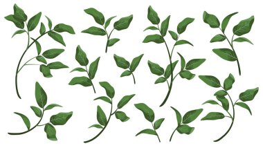 Vektör tasarımcı ögeleri yeşil yapraklı kolleksiyonu ayarladı. Suluboya stilinde tasarım yaprağı için dekoratif güzellik çizimi.