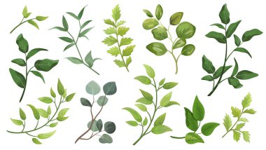 Yeşil yaprakları yerleştir. Suluboya stilinde tasarım yaprağı için dekoratif güzellik öğesi çizimi. Düğün ve davetiyeler için kullanılacak. 