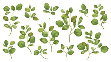 Vektör tasarımcı ögeleri yeşil yapraklı kolleksiyonu ayarladı. Suluboya stilinde tasarım yaprağı için dekoratif güzellik çizimi