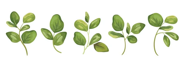 Prvky Vektoru Nastavují Kolekci Zelené Větve Listy Dekorativní Krása Elegantní — Stockový vektor