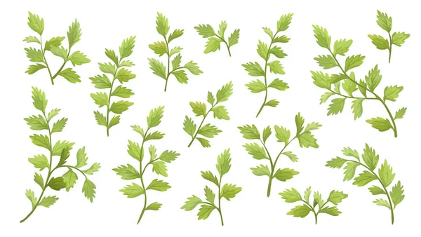 Vector Designer Elementos Definir Coleção Ramo Verde Com Folhas Beleza — Vetor de Stock