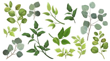 Yeşil yaprakları yerleştir. Suluboya stilinde tasarım yaprağı için dekoratif güzellik öğesi çizimi. Düğün ve davetiyeler için kullanılacak.