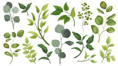 Yeşil yaprakları yerleştir. Suluboya stilinde tasarım yaprağı için dekoratif güzellik öğesi çizimi. Düğün ve davetiyeler için kullanılacak.