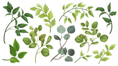 Yeşil yaprakları yerleştir. Suluboya stilinde tasarım yaprağı için dekoratif güzellik öğesi çizimi. Düğün ve davetiyeler için kullanılacak.