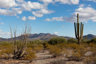 Sonoran Çölü Saguaro Kaküsü - Arizona