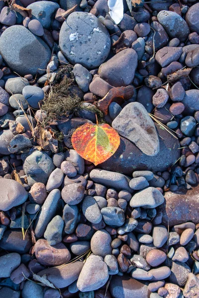 Fall Leaf Copper Harbor Michigan — 스톡 사진