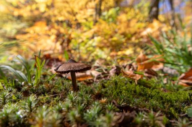 Mantar Yalnızlığı - Büyük Demir Nehir, Michigan - Ekim 2021