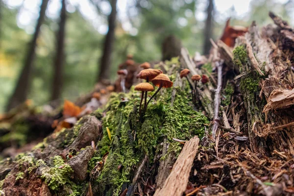 Mantar Ailesi - Presque Adası Nehri, Michigan - Ekim 2021