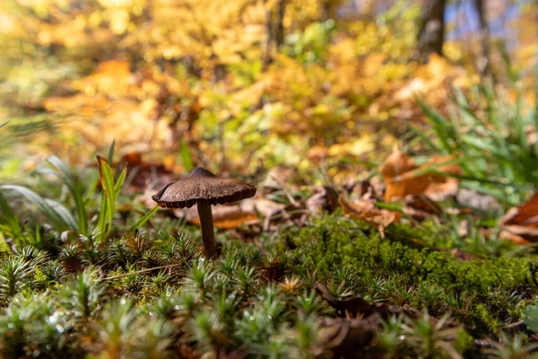 Mantar Yalnızlığı - Büyük Demir Nehir, Michigan - Ekim 2021