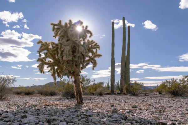 Sunshine through the cholla anear Sonoran Desert National Monument Taken December 2021