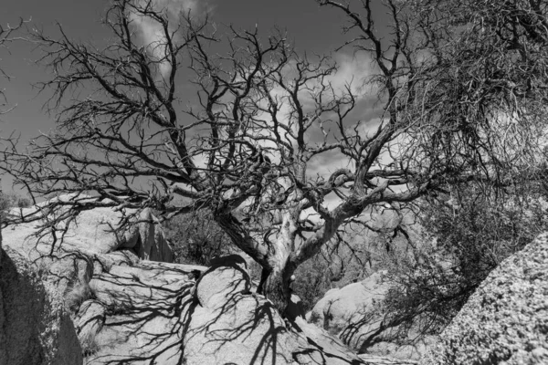 Güçlü Dallar Jumbo Kayalıkları - Joshua Tree, California - Mart 2022