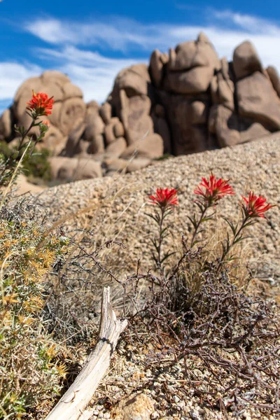 Vahşi Dev Kayalar - Joshua Tree, California - Mart 2022