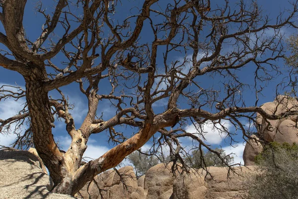 Jumbo Kayalık Dalları - Joshua Tree, California - Mart 2022