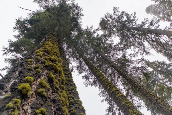 Sisli Sequoia Ormanı ağaçların ve yosunların arasından bakıyor.
