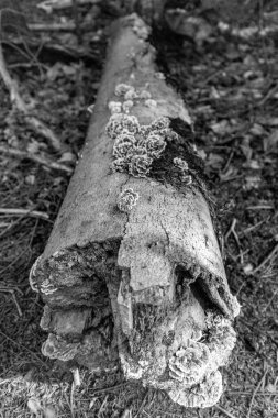 Chapel Falls Michigan yakınlarındaki Log 'da mantarlar