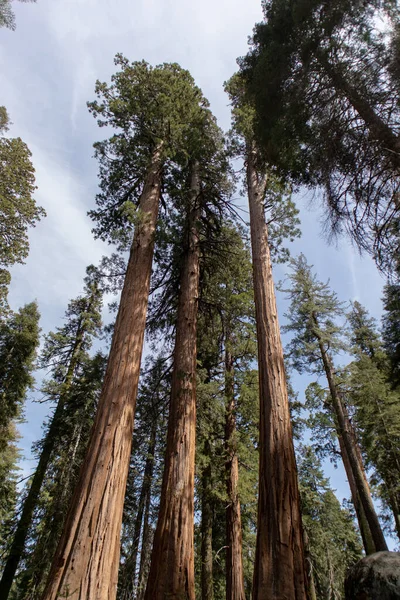 Towering Sequoias - Sequoia Park, Kaliforniya