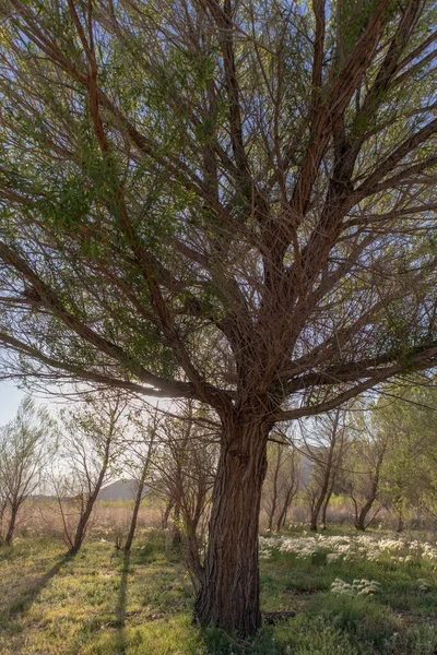 Huzurlu - Tavşan Adası, Isabella Gölü, Kaliforniya