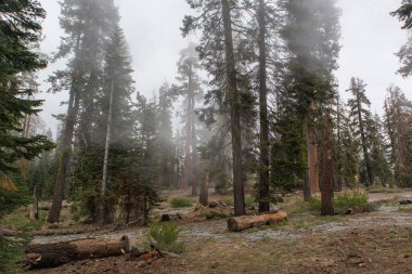 Fog Rolls - Sequoia Park, Kaliforniya