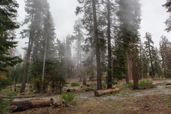 Fog Rolls Sequoia Park California — 스톡 사진