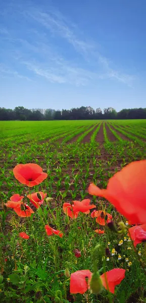Pole uprawne z czerwonymi kwiatami maku, Włochy — Zdjęcie stockowe