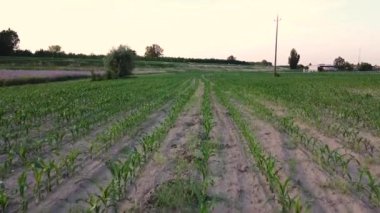 Baharda gelincik çiçekleri olan tarla. FHD görüntüleri